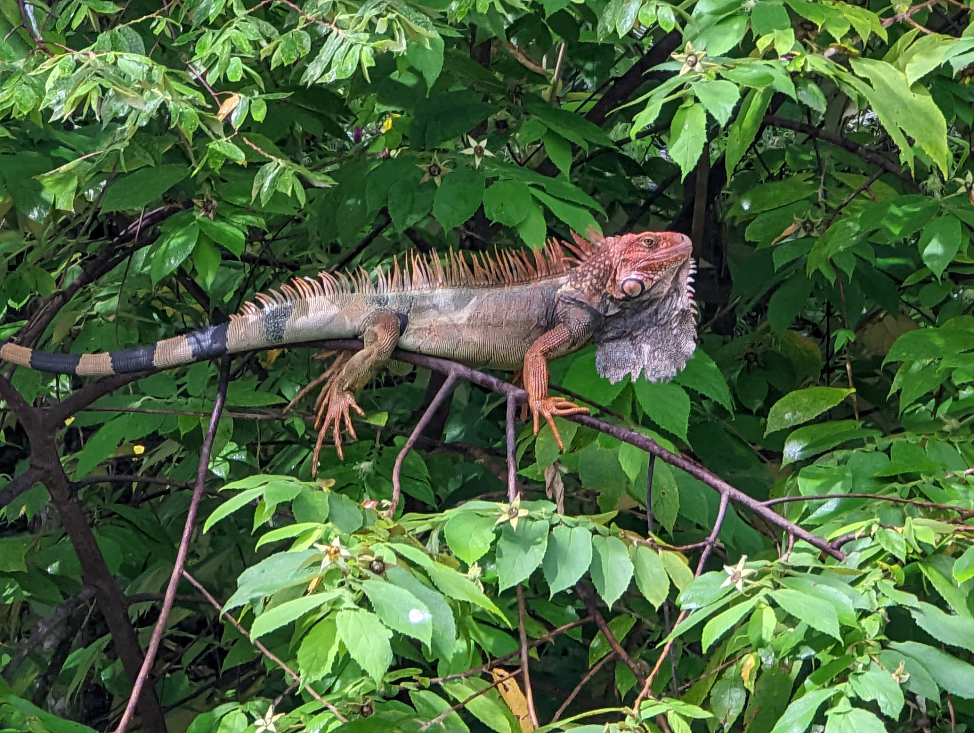 Green iguana resting on a branch in the Manuel Antonio rainforest