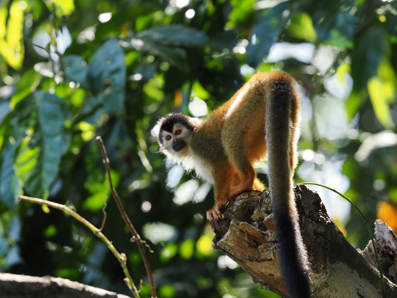 Guided
Manuel Antonio
Park Tour
